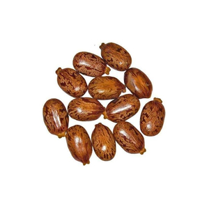 Graines de ricin entières naturelles Ricinus Communis Qualité export Fourniture en vrac pour l'extraction d'huile et l'utilisation industrielle - Product Image 1
