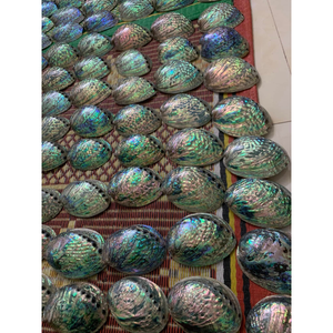 เปลือกหอยเป๋าฮื้อธรรมชาติสำหรับตกแต่ง วัสดุออร์แกนิกสำหรับงาน DIY งานฝีมือ ทำเครื่องประดับ ตกแต่งบ้าน และของสะสมเป็นของขวัญ - Product Image 6
