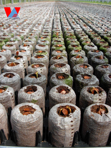 เม็ดมะพร้าวอินทรีย์สำหรับการเริ่มต้น/เม็ดมะพร้าวพรุ: ฝักใยมะพร้าวย่อยสลายได้สำหรับการขยายพันธุ์/น้ำมะนาว - Product Image 6