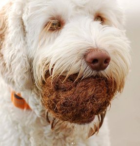 Juguetes para Mascotas de Bolas de Fibra de Coco, Simples, para Interiores, Directo de Fábrica, para Gatos y Perros, Duraderos, Sostenibles y de Calidad de Exportación - Product Image 6