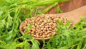 Semillas de Cilantro Indio Frescas, 100% Naturales, Grado Selecto, Nueva Cosecha, Gujarat, Modelo AI-1113, Suministro al por Mayor - Product Image 6