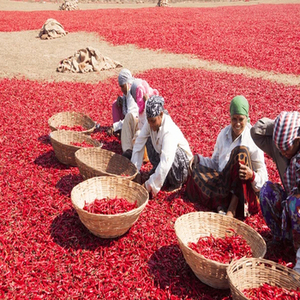 Collection de piments rouges entiers indiens en gros, provenant de récoltes fraîches, d'apparence rouge naturelle et emballées pour la vente commerciale - Product Image 6