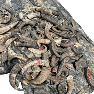 Cuerno natural para mascotas de alta calidad con 100% saludable y seco para alimentos para perros de la India de Falak World Export - Product Image 5