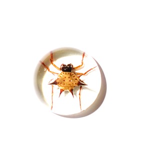 Espécimen Real de Araña Espinosa en Cabujón de Plástico Redondo de 25x25 mm con Base Plana Transparente para Manualidades y Joyería - Product Image 2