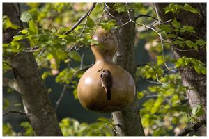 Artisanat de gourde écologique de haute qualité – Ustensile unique en calebasse naturelle pour la décoration intérieure rustique - Product Image 4