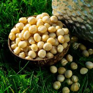 Nueces de Macadamia Secas Orgánicas de Alta Calidad, Deliciosos Bocadillos, Envasado al Vacío, Personalizable, Venta al por Mayor de Fábrica, Precios Bajos, Austria - Product Image 1