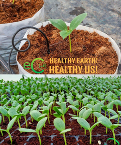 Coco <b>Coir</b> <b>Block</b> and Pressed Coco Peat 5kg Biodegradable Eco-Friendly Garden Planting Low EC From Eco2go Vietnam - Product Image 6