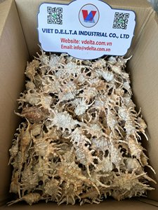 เปลือกหอยสวยงาม ธรรมชาติแท้ สำหรับตกแต่งระดับโลก |   การสั่งซื้อจำนวนมากจากเวียดนาม - Product Image 2