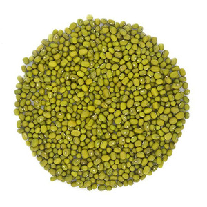 Venta Caliente de Frijoles Mung Verdes de Primera Calidad, Frijoles Moong Enteros para Cocinar, Germinar y Procesar Alimentos, Suministro al por Mayor - Product Image 2