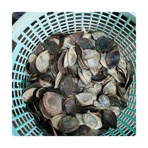 BEST SELLING Marine Operculum Shell For Perfume Industry 100% Natural Material Pure Clean Safe Export Standard Vietnam S - Product Image 6