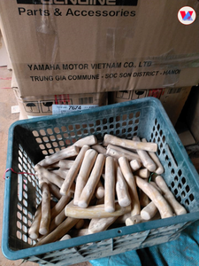 BEST SELLER Bâton à mâcher en bois naturel d'Arbre à café, durable, pour mâcheurs agressifs, jouet d'hygiène dentaire, origine Vietnam - Product Image 5