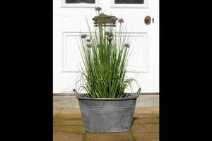 Pot de fleurs en métal rustique, design circulaire, finition durable pour une utilisation en jardin avec des plantes vertes - Product Image 4