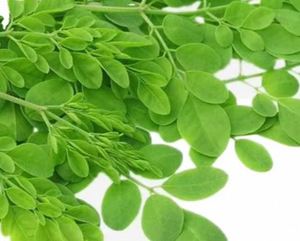 Poudre de Moringa riche en nutriments, en vrac, avec logo personnalisé, forte demande, exportateur d'Inde, prix de gros - Product Image 5
