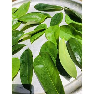 Hojas de Guanábana Naturales de Calidad de Exportación, Ingrediente para Té, Suministro a Granel - Product Image 3