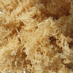 สาหร่ายไอริชมอสแห้ง Eucheuma Cottonii คุณภาพเยี่ยม ตากแดดธรรมชาติจากเวียดนาม บรรจุภัณฑ์สุญญากาศแบบซิปล็อค ราคาขายส่ง - Product Image 4