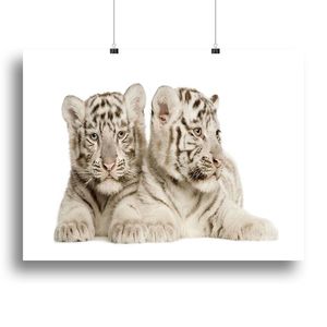 Impresión en lienzo o póster de cachorros de tigre blanco para juguetes interactivos y de movimiento para mascotas - Product Image 1