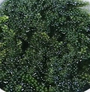 Dried Sea Grapes dehydrated Caulerpa lentillifera material for salad topping sushi garnish food ingredient Vietnam - Product Image 1