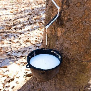 Bulk Export Natural White Latex for Protective Equipment Production and Specialized <b>Rubber</b> <b>Product</b> Development - Product Image 2