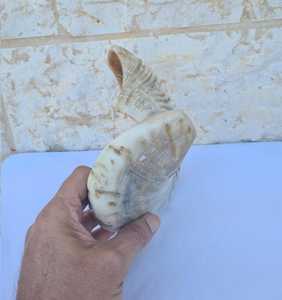 Shofar Trompeta Grande de Cuerno de Carnero de la India, Natural, 19-22 Pulgadas, Sonido Profundo - Product Image 6