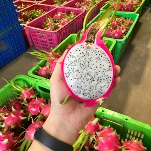 Standard Refreshing Taste 100% Natural OEM Red Dragon <strong>Fruit</strong> ODM Fresh Mild Export Quality Grade a Vietnam Origin Frozen Storage - Product Image 2