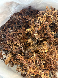 สาหร่ายคอตตอนนีแห้งขายส่ง สาหร่ายแดงธรรมชาติสำหรับส่วนผสมอาหารและการแปรรูปเชิงพาณิชย์ - Product Image 4