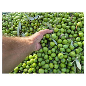 Factory Price <b>Fresh</b> Green <b>Olives</b> Tropical Style Color Natural Pitted Green <b>Olives</b> for Wholesale Buyers - Product Image 6