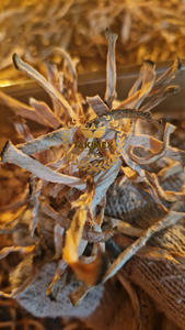 Thé de viande au corossol séché pur de très bonne qualité Graviola Meat Making Tea Logo personnalisé Quantité en vrac pour l'exportation au Vietnam - Product Image 6