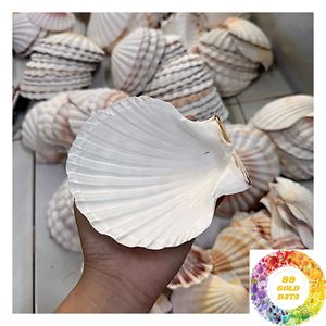 เปลือกหอยเชลล์สีขาวธรรมชาติ ขนาด 3-5 ซม. 8-13 ซม. สีพาสเทล สำหรับตกแต่งบ้าน งานฝีมือ และขายส่ง - Product Image 2