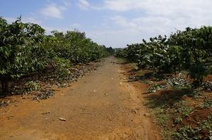 Café en Grano Entero de Tueste Italiano, Tipo Robusta y Arábica, de la Mejor Calidad, 24 Meses de Duración, Bolsa de 0.5 kg, Bebida Deliciosa, Vietnam - Product Image 5
