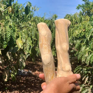 Fournisseur de bâtonnets à mâcher en bois de café de haute qualité, vente directe d'usine au Vietnam, meilleur prix - Product Image 1