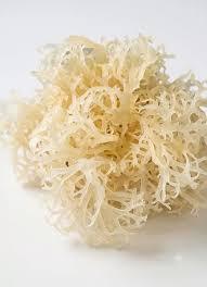 สาหร่ายคอตตอนนีแห้งคุณภาพสูง 100% จากธรรมชาติ / สารสกัดจากสาหร่ายแคปปาฟิคัส อัลวาเรซี คาร์ราจีแนน บรรจุภัณฑ์สุญญากาศแบบทั้งชิ้น บลูโลตัส - Product Image 4