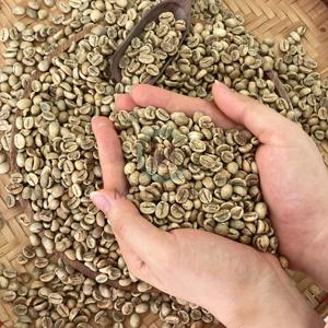Suministro directo de fábrica al por mayor exportación Vietnam granos de café verde 13% humedad máxima a granel barato para la fábrica de tostado - Product Image 6