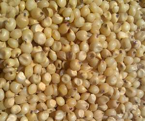 Sorgo Blanco Natural de Primera Calidad Orgánico 2.0mm+ Paquetes de 25/50kg Origen Austria 24 Meses de Vida Útil 12% de Humedad - Product Image 5