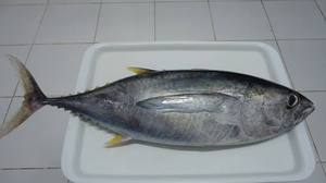 Thon entier congelé, thon rond entier, produits de la mer congelés de qualité supérieure pour l'exportation en gros - Product Image 2
