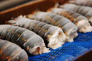 Oferta Especial: Mariscos Frescos y Congelados, Langosta Congelada, Colas de Langosta Congeladas, Langostas Frescas Canadienses a Precio de Mayoreo - Product Image 2