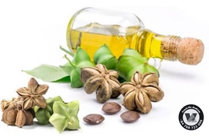 Aceite de Semilla de Plukenetia Volubilis de Vietnam, Aceite Puro de Sacha Inchi de Grado Cosmético para el Cuidado de Uñas y Cabello, Formulación de 16 oz, MÁS VENDIDO - Product Image 4