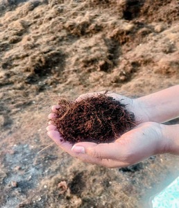 Blocs de fibres de coco (Cocopeat) pour le jardinage, l'hydroponie, conditionneur de sol, milieu de culture organique et durable, fournisseur en gros - Product Image 1