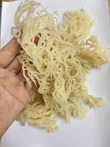 OFFRE SPÉCIALE 2026 : Mousse de mer séchée à prix avantageux du Delta du Vietnam / Export en gros - Product Image 2