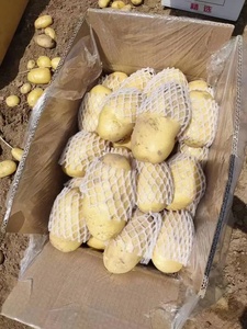 Semillas de Patata Holandesa al por Mayor, Frescas, Amarillas E7D54TZ RF34TZ, 25 kg, Redondas, de Tanzania - Product Image 4