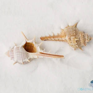 Conchas Marinas al por Mayor para Arte en Resina y Decoración DIY - Product Image 3