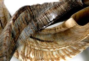 Shofar de cuerno de carnero Kudu, shofar de cuerno de carnero pulido, shofar artesanal natural, instrumento shofar de cuerno de carnero, shofar de cuerno de Kudu judío - Product Image 6