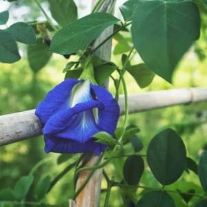 Butterfly Pea Flower Loose Leaf <b>Tea</b> Organic Flavored Herbal Brew Vietnam Origin Natural Blue Purple Petals <b>Slimming</b> 18 Months - Product Image 2
