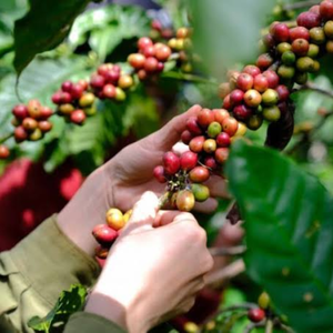 Granos de Café Robusta Verde de Vietnam a Granel, Naturales, Sin Tostar, OEM, ODM, Grado de Exportación, 12% de Humedad - Product Image 4