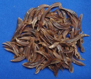 [ALTA CALIDAD] Material de Concha de Murex de Blue Lotus Farm para la Elaboración de Fragancias, Perfumes y Incienso, Venta al por Mayor Thanh - Product Image 3