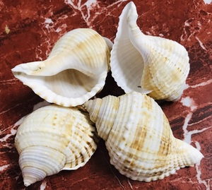 Coquillages artisanaux / Ambiance brise marine / Idées cadeaux / Éléments organiques - Product Image 2