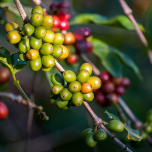 Grains de café vert Arabica de spécialité, processus naturel, en provenance du Vietnam, grains de café vert du Vietnam les plus vendus, service OEM/ODM - Product Image 3