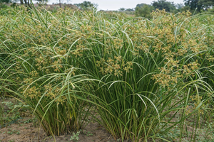 Huile essentielle de Cypriol (Huile de Nagarmotha) R K, 100% pure, distillée à la vapeur, qualité parfumerie, en vrac, fabricant |   Vente en gros - Product Image 3