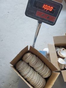 เปลือกหอย - ใช้สำหรับตกแต่ง ราคาแข่งขันในเวียดนาม - คุณภาพสูง 2026 - Product Image 6