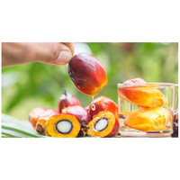 100% Pure Palmolie Geraffineerde palmolie Kookolie Voedingsolie Lage Prijs Groothandel