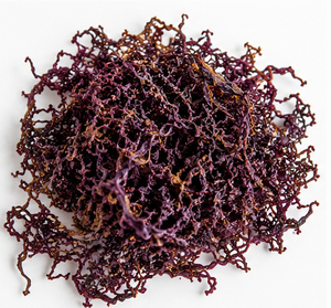 Precio Directo de Fábrica Musgo Marino Morado Seco al por Mayor y Algas Marinas Secas Premium de Eucheuma Cottonii - Product Image 1